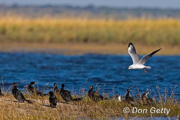 Grey-headed Gull