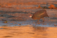 Helmeted Guineafowl