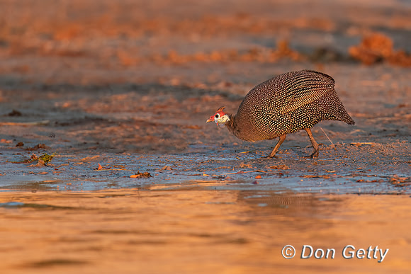 Helmeted Guineafowl