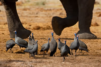 Helmeted Guineafowl