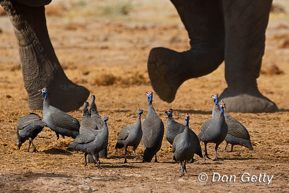 Helmeted Guineafowl