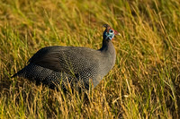 Helmeted Guineafowl