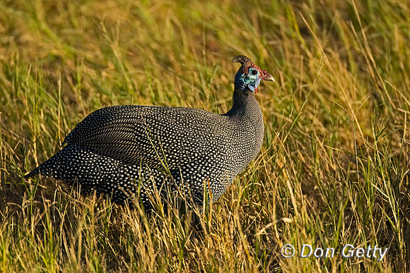 Helmeted Guineafowl