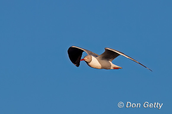 Grey-headed Gull