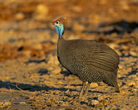 Helmeted Guineafowl