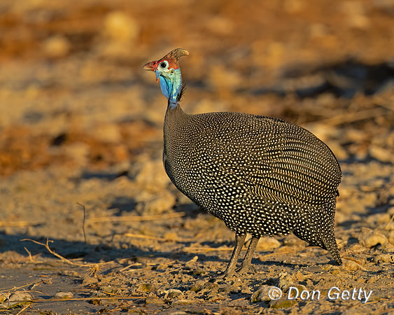 Helmeted Guineafowl