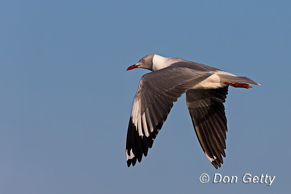 Grey-headed Gull