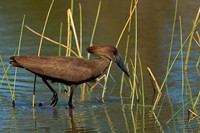 Hamerkop