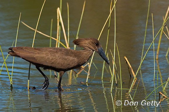 Hamerkop