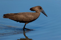 Hamerkop