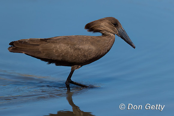 Hamerkop