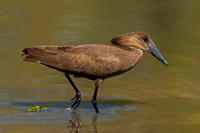 Hamerkop