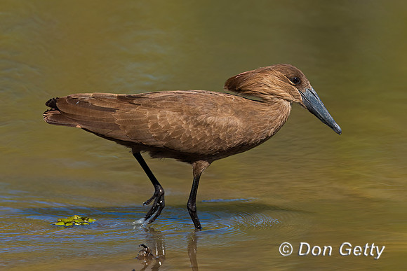 Hamerkop