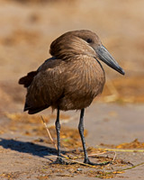 Hamerkop