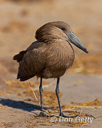 Hamerkop
