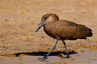 Hamerkop