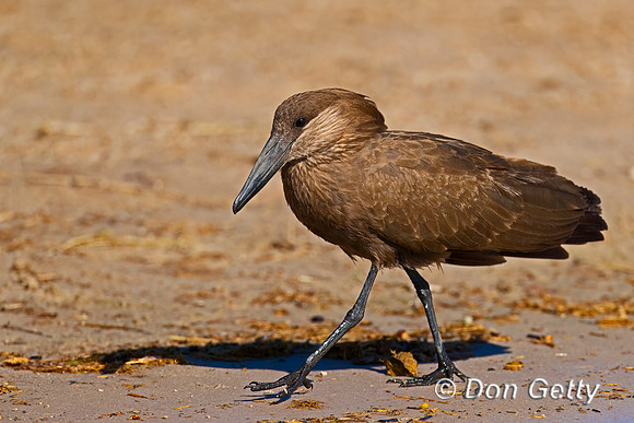 Hamerkop