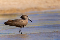 Hamerkop