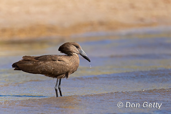 Hamerkop
