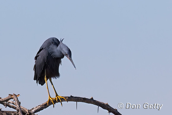 Black Heron