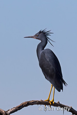 Black Heron