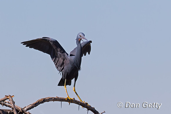 Black Heron