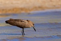 Hamerkop