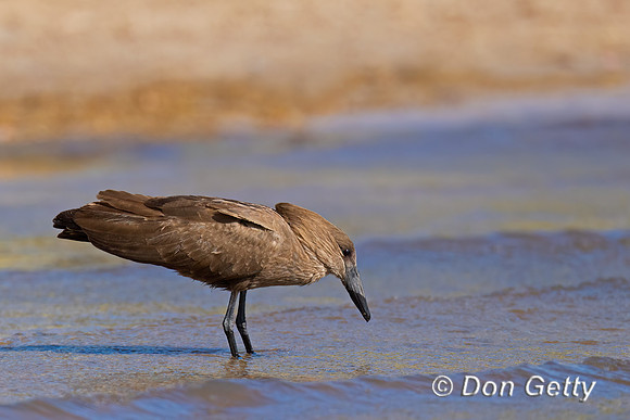 Hamerkop
