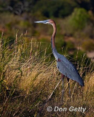 Goliath Heron
