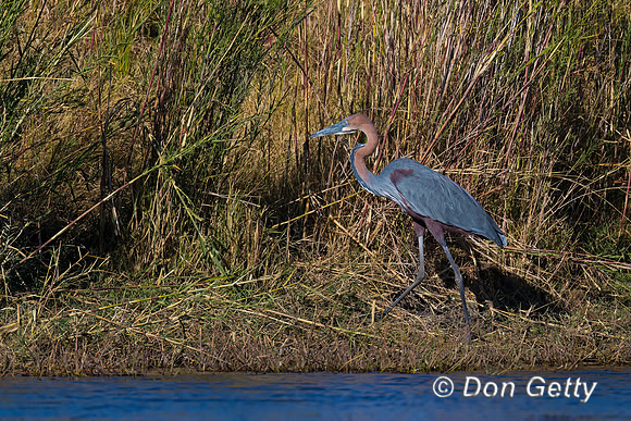 Goliath Heron