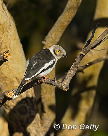 White-crested Helmetshrike