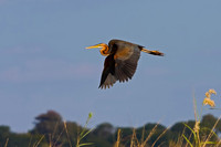 Purple Heron