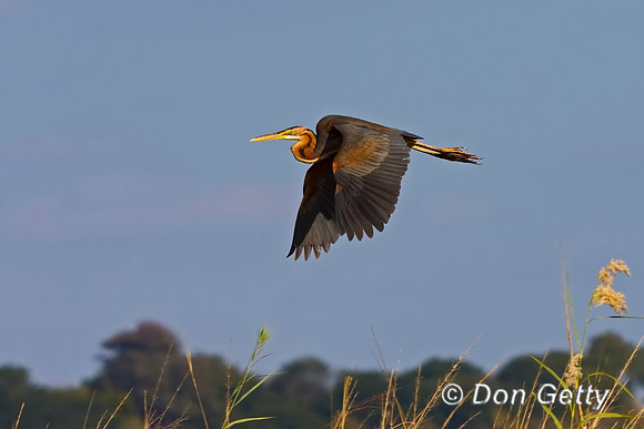 Purple Heron
