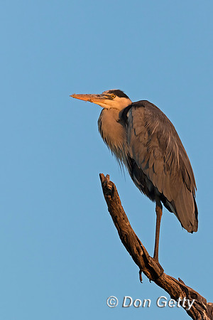 Grey Heron