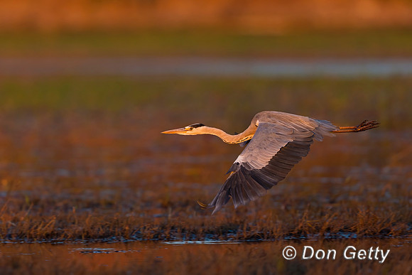 Grey Heron