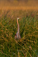 Purple Heron