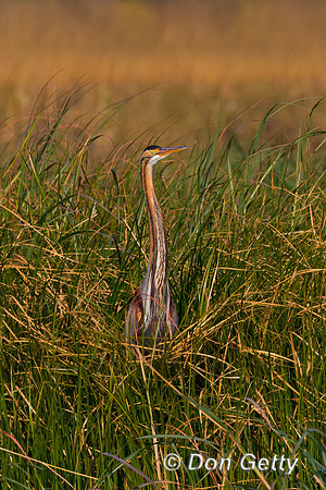 Purple Heron