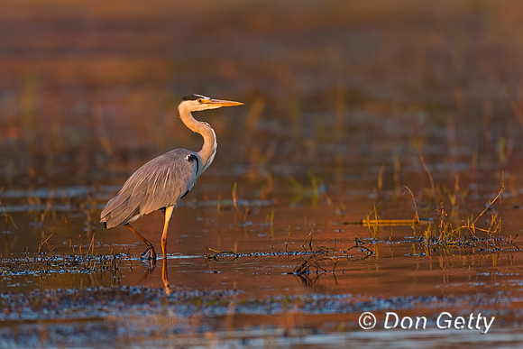 Grey Heron