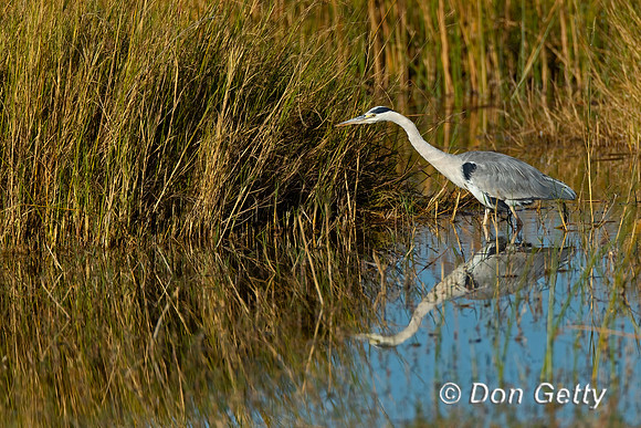 Grey Heron