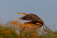 Purple Heron