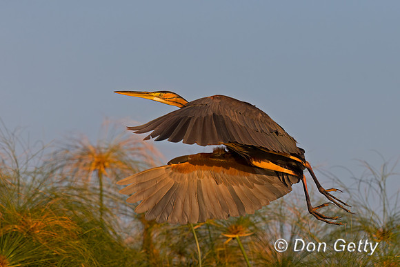 Purple Heron