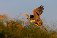 Purple Heron