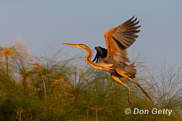 Purple Heron