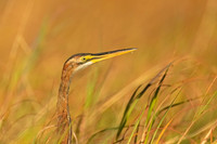 Purple Heron
