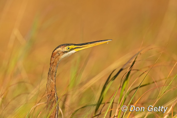 Purple Heron