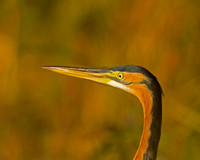 Purple Heron