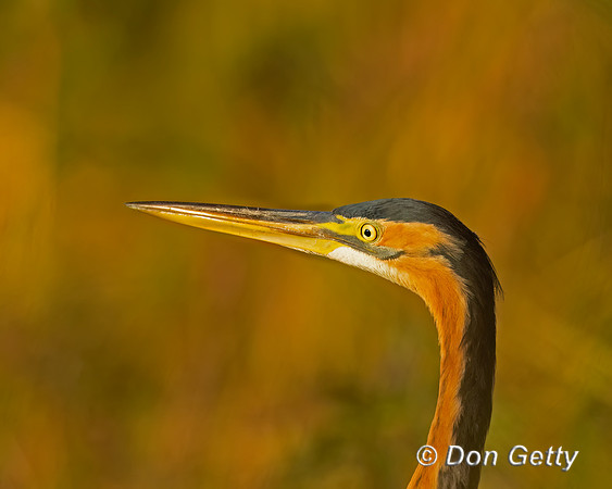 Purple Heron