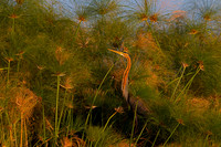 Purple Heron