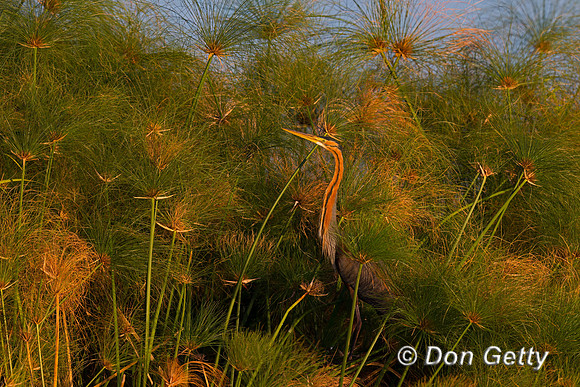 Purple Heron