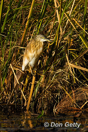 Squacco Heron